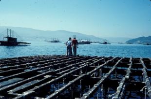 En Galiza, 1.200 embarcacións adícanse á acuicultura no sector bateeiro