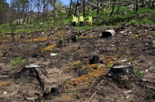 Así ficou o monte após os incendios do pasado veran.  Xan Muras